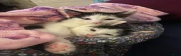 Mixed Breed cats for sale: Lovely twins kittens  - Advert 6