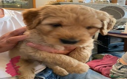 Goldendoodle dogs for sale: Golden doodle puppies ready 12th September  - Image 19