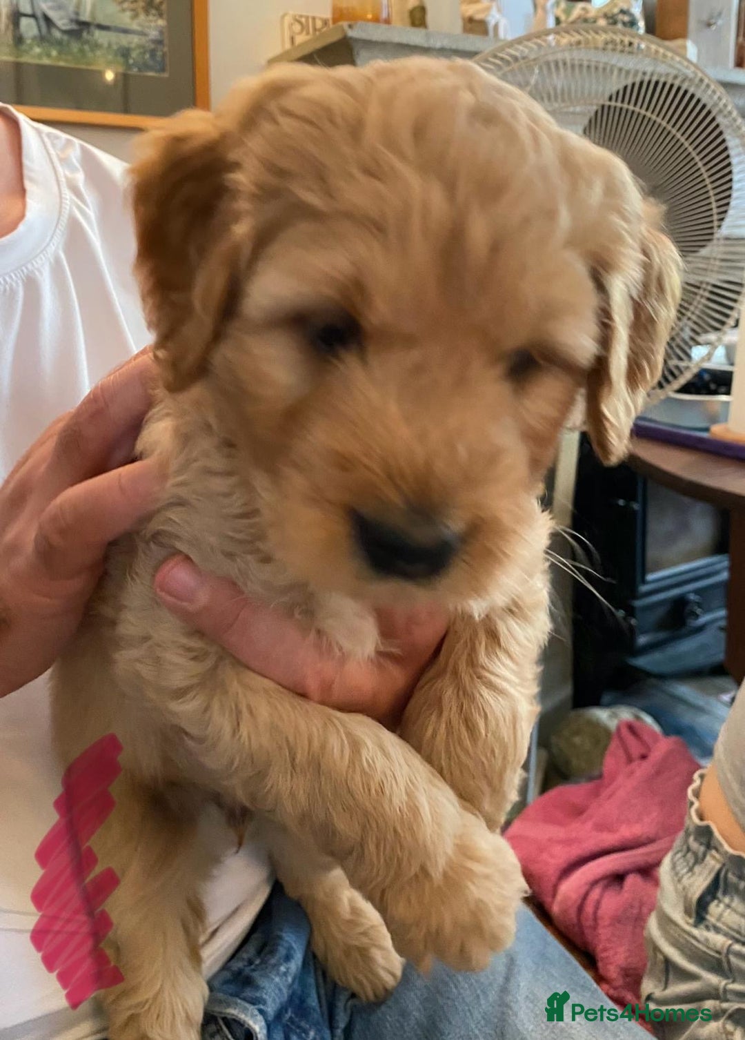 Goldendoodle dogs for sale: Golden doodle puppies ready 12th September  - Image 19