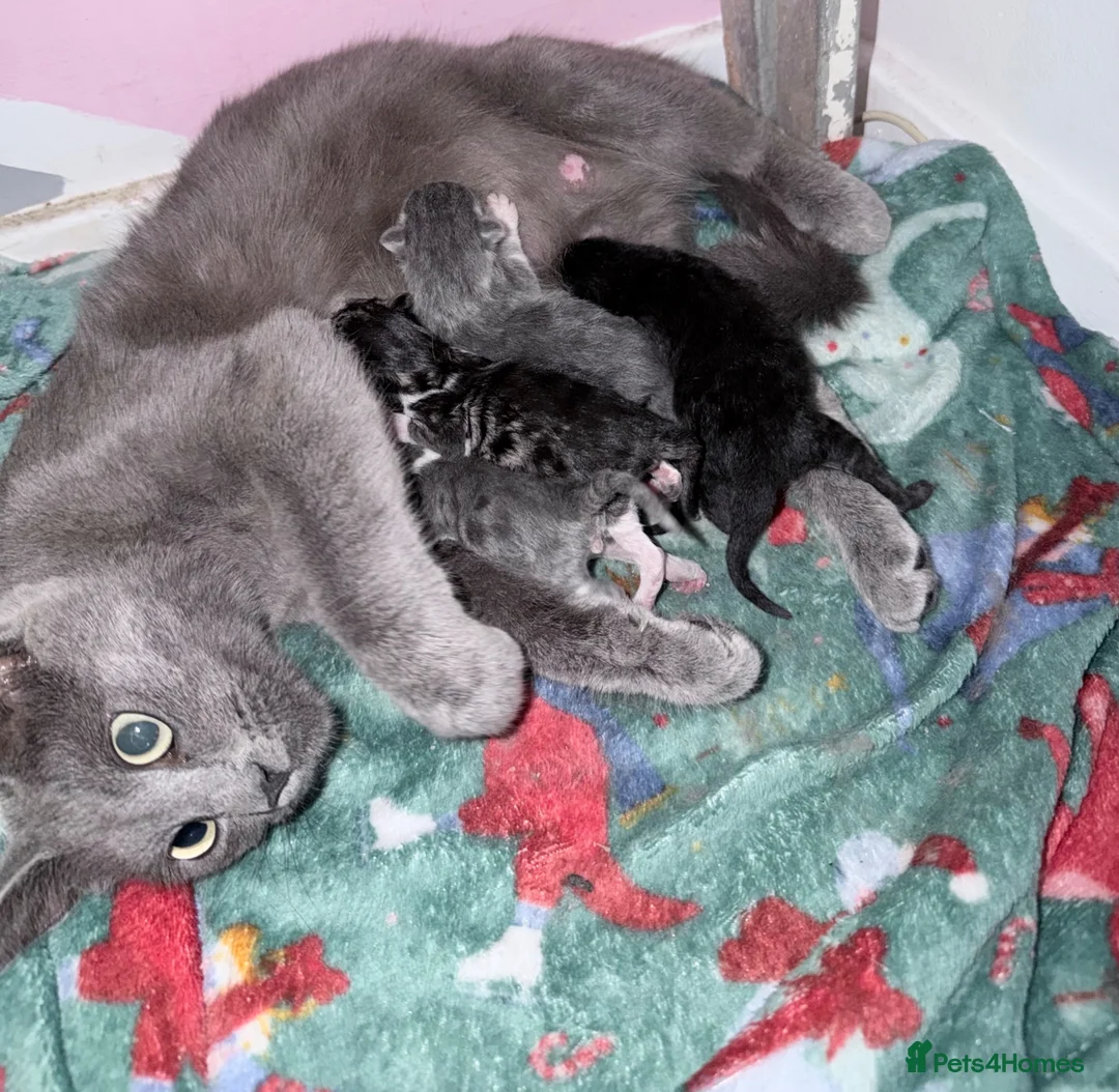 Mixed Breed cats for sale: 5 beautiful kittens  - Advert 2