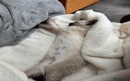 Ragdoll cats for sale: Ragdoll male kitten  milo very affectionate  - Image 2