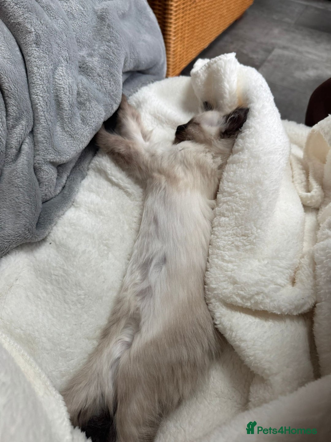 Ragdoll cats for sale: Ragdoll male kitten  milo very affectionate  - Image 2