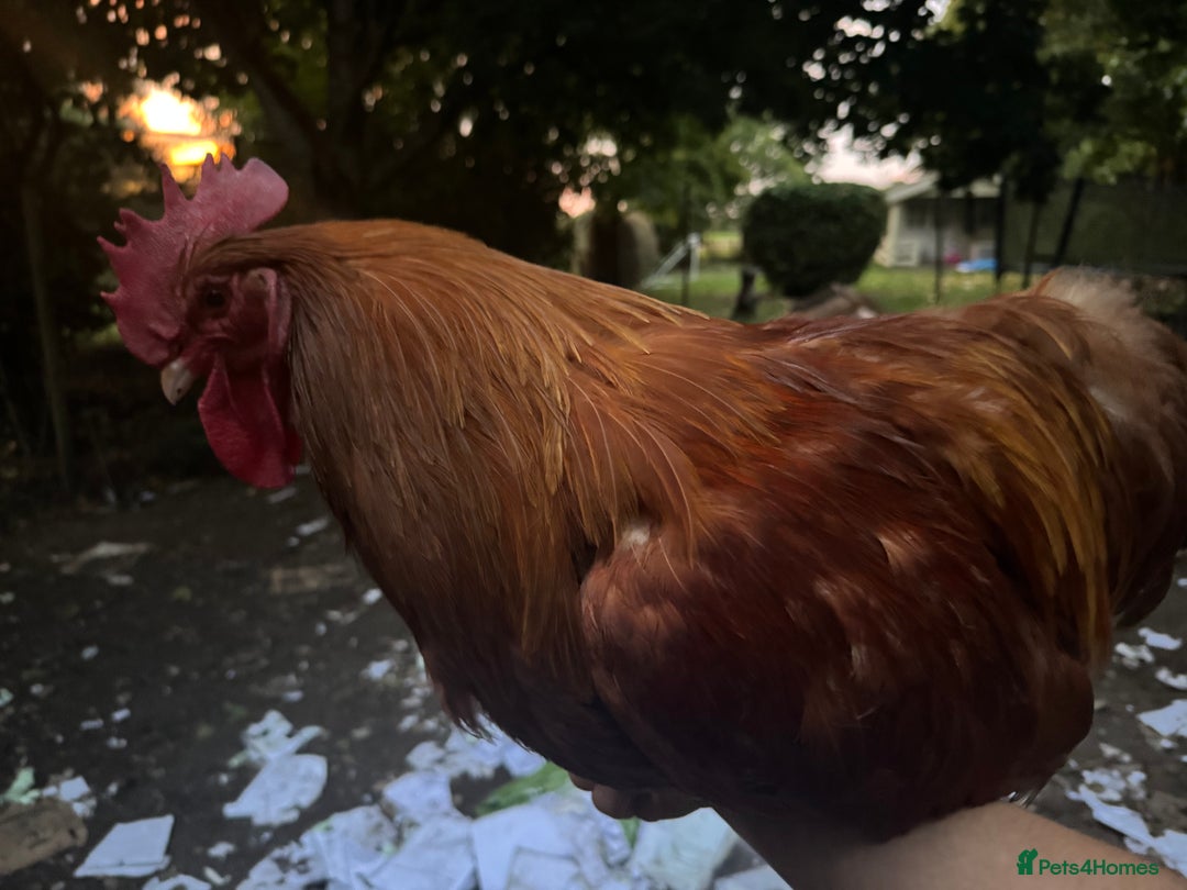 Chickens poultry for sale: Flock of Chickens - Image 11