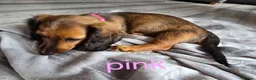 Dachshund dogs for sale: Miniature dachshunds  - Advert 7