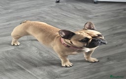 French Bulldog dogs for sale: ❤️Breeding pair of lovely Frenchies❤️ - Image 12