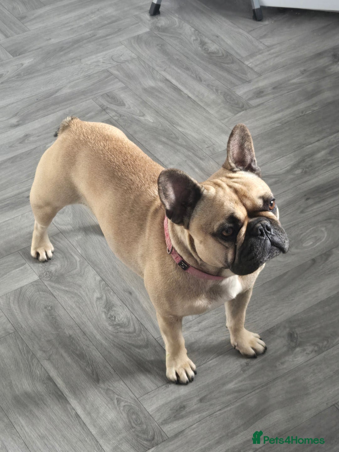 French Bulldog dogs for sale: ❤️Breeding pair of lovely Frenchies❤️ - Image 12