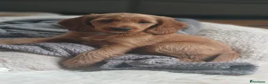 Cockapoo 1
