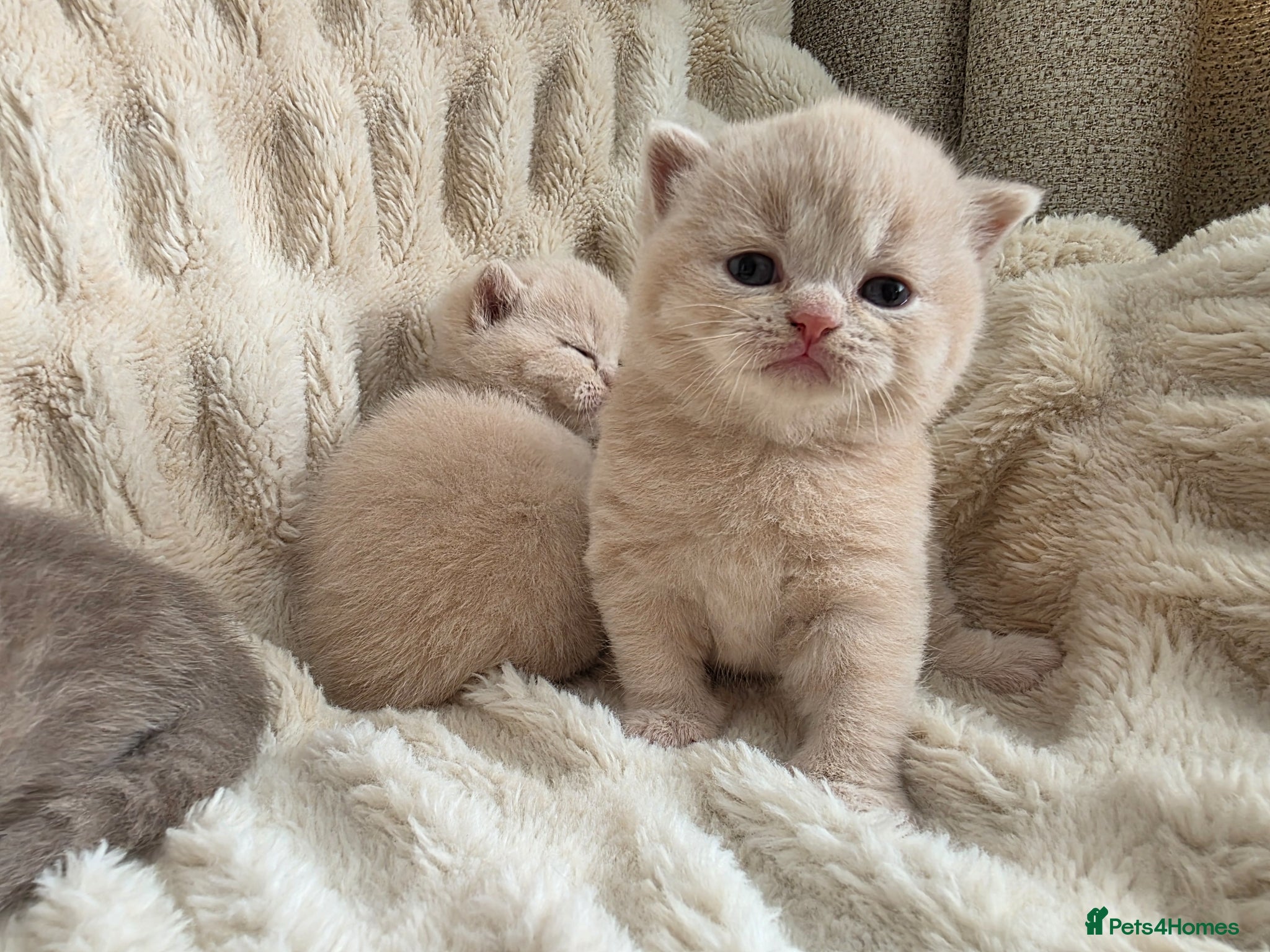 British Shorthair cats for sale: Beautiful champion GCCF British Shorthair Kittens  - Advert 7