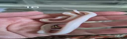 Corn Snake reptiles for sale: Baby corn snakes for sale  - Advert 13
