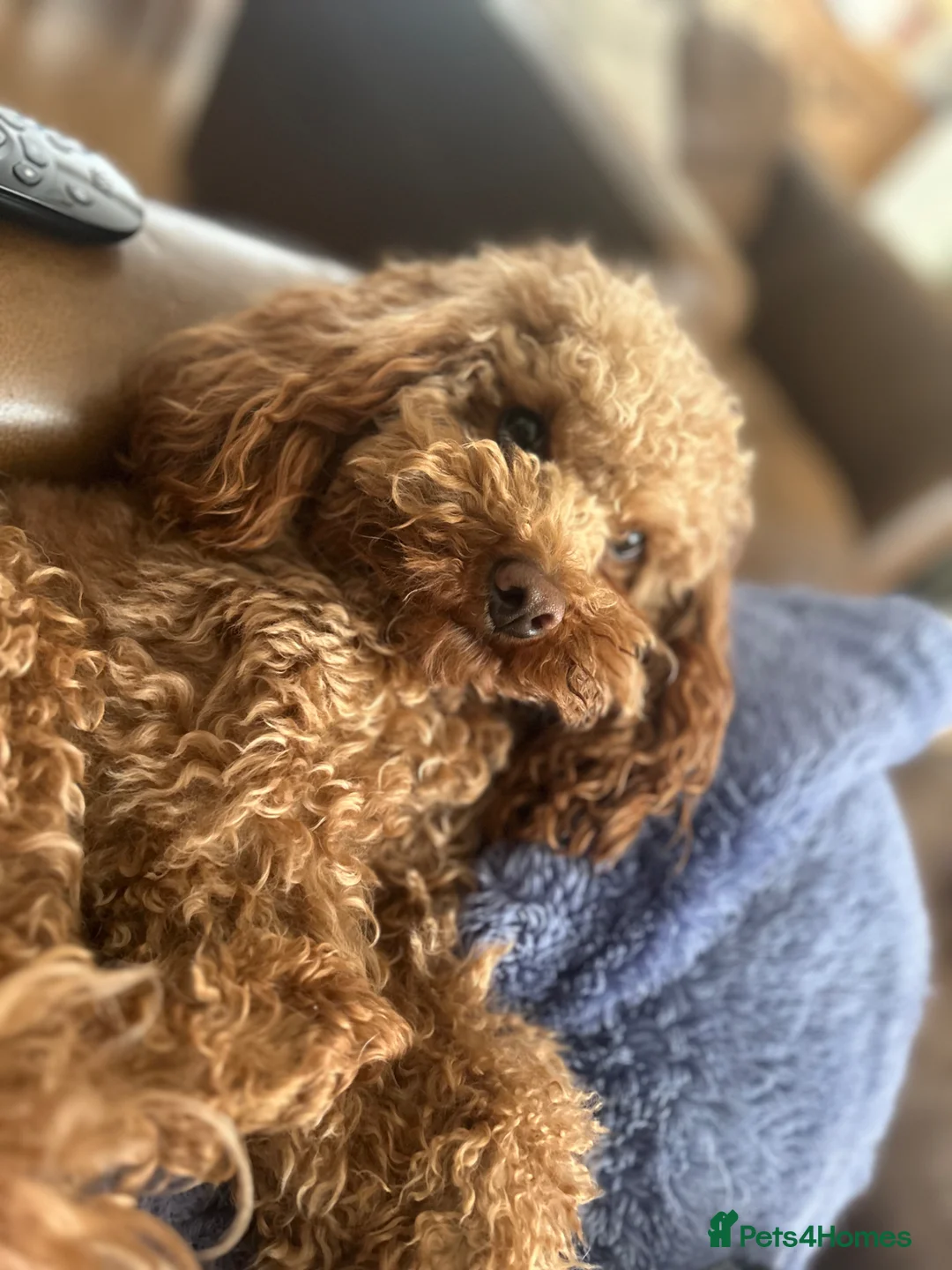 Toy Poodle dogs for stud: Kc health tested red toy poodle  - Advert 2
