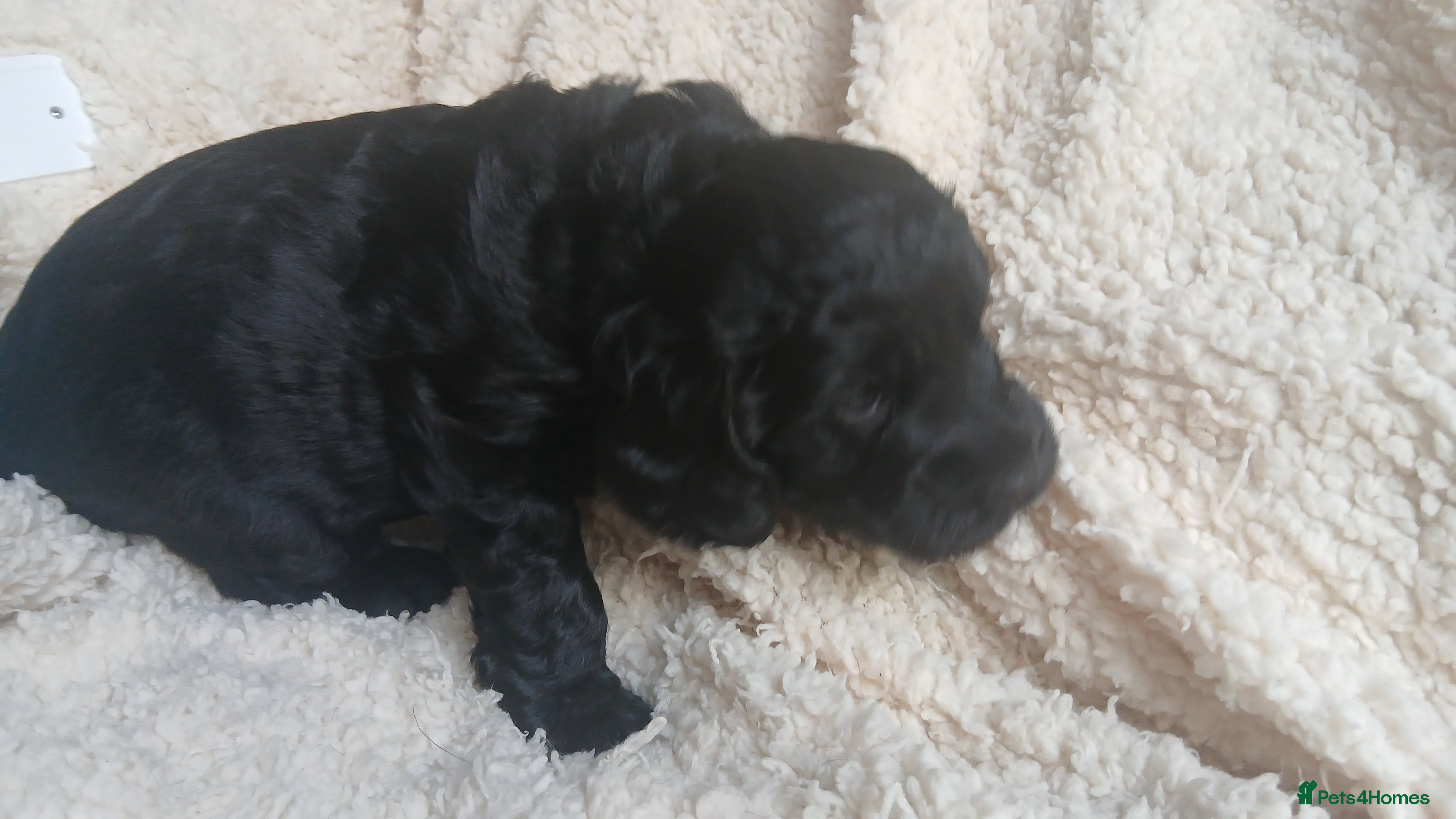 Mixed Breed dogs for sale: Ready Gorgeous Cockapoo x Gold Retriever x pups  - Advert 36