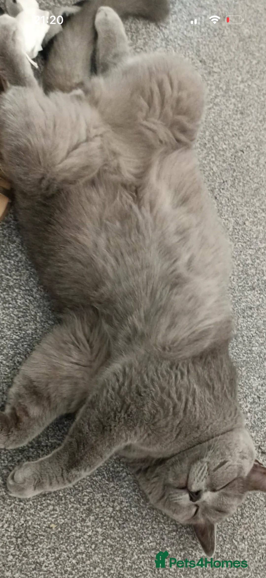 British Shorthair cats for sale: British Shorthair Boy  - Advert 2