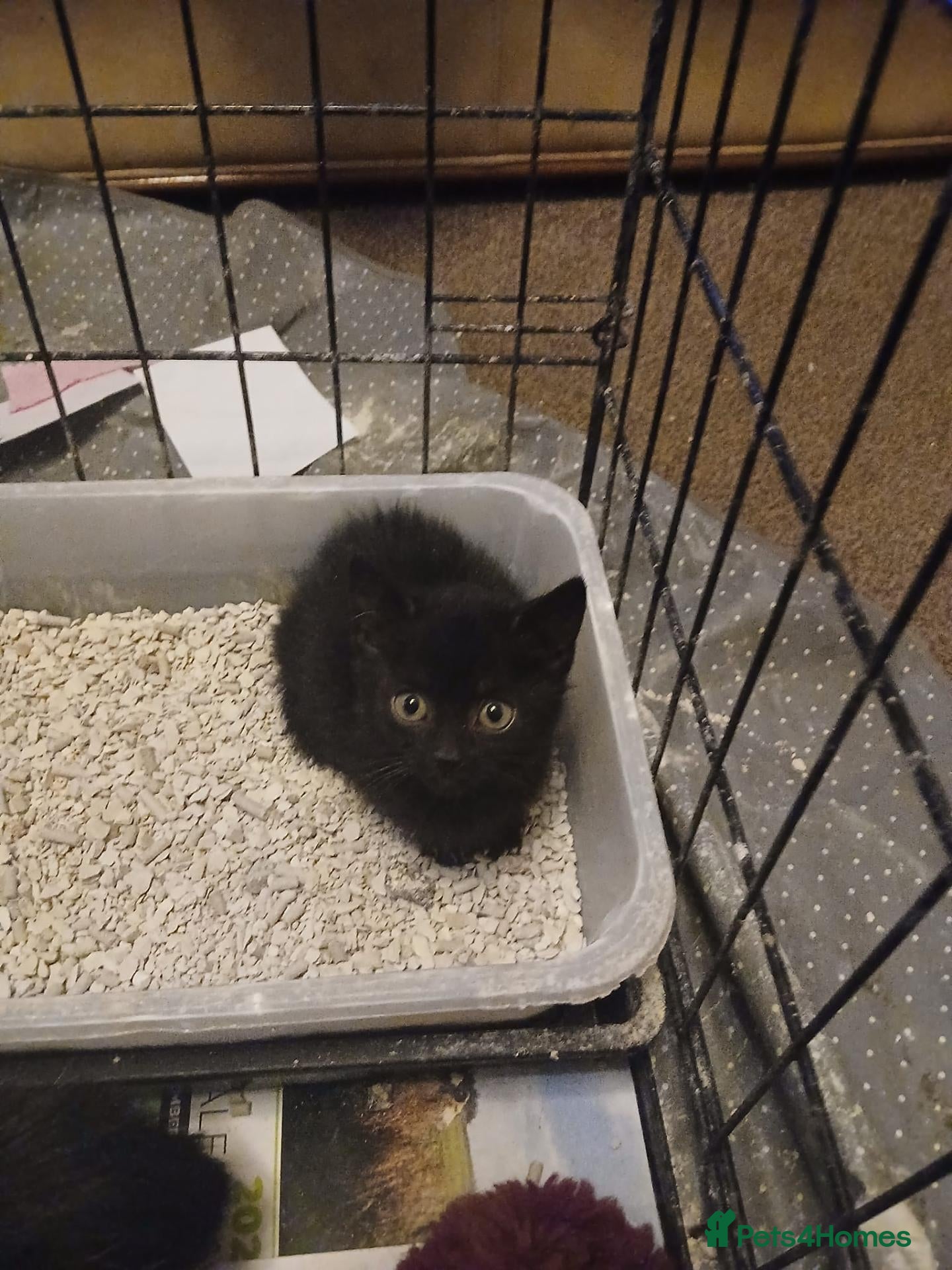Mixed Breed cats Beautiful kittens - Advert 4