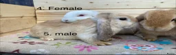 Mini Lop rabbits for sale: 7 mini lop rabbits 5 boys 2 girls - Advert 3