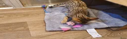 Savannah cats for sale: F3 Svannahs Girl Pedigree - Advert 19