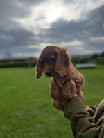 Cocker Spaniel dogs - Advert 4