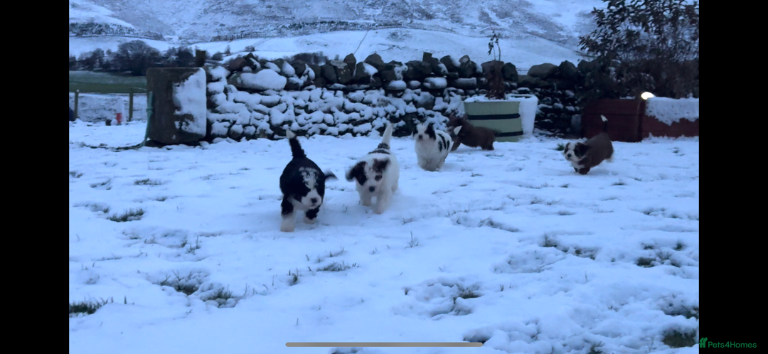 Bernedoodle dogs for sale: Bernedoodle F1B puppies - Advert 1