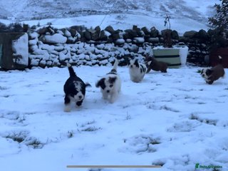 Bernedoodle dogs Bernedoodle F1B puppies - Advert 4