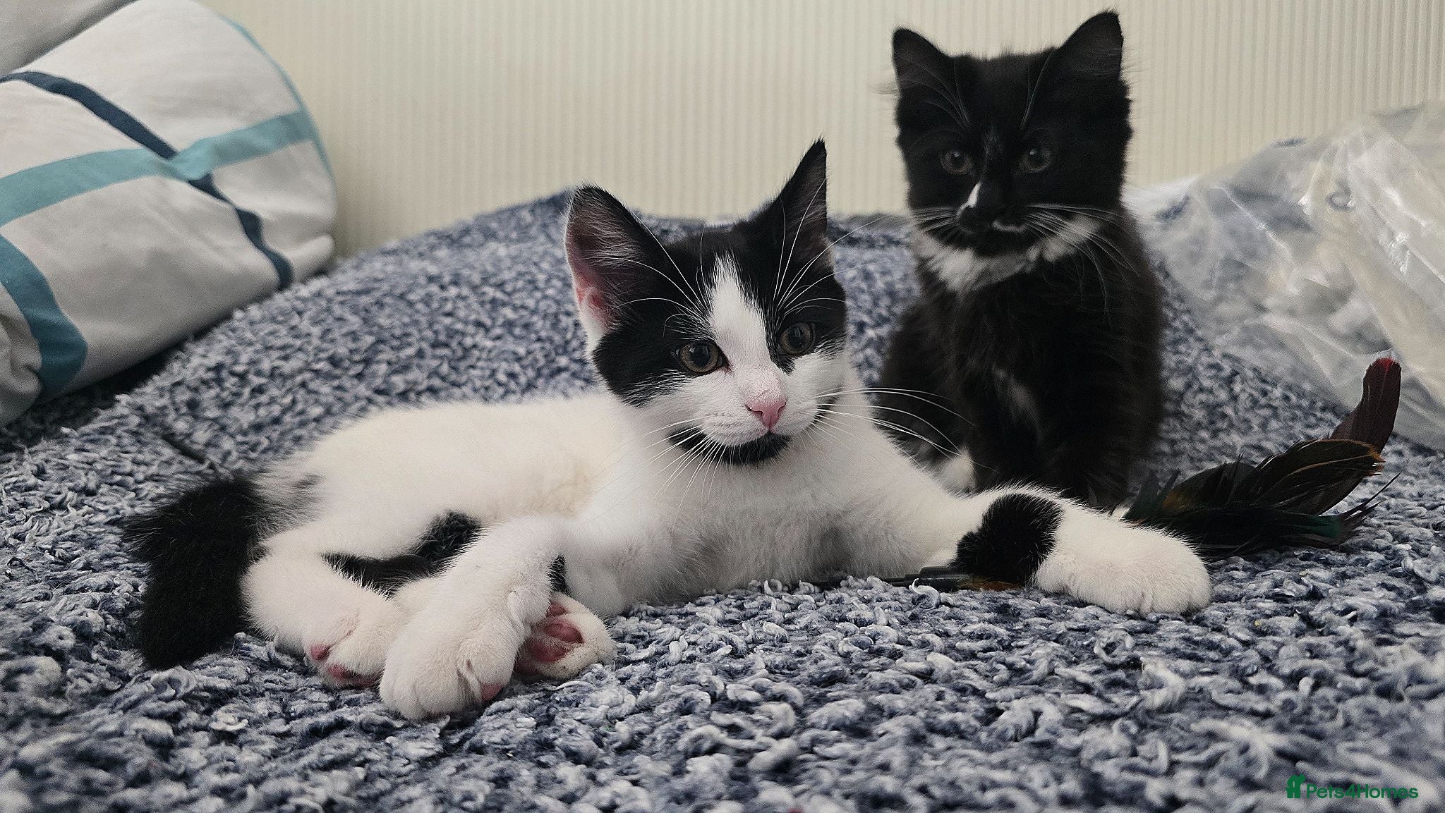 Turkish Angora cats Black pearl girl and charming boy waiting for you. - Advert 3