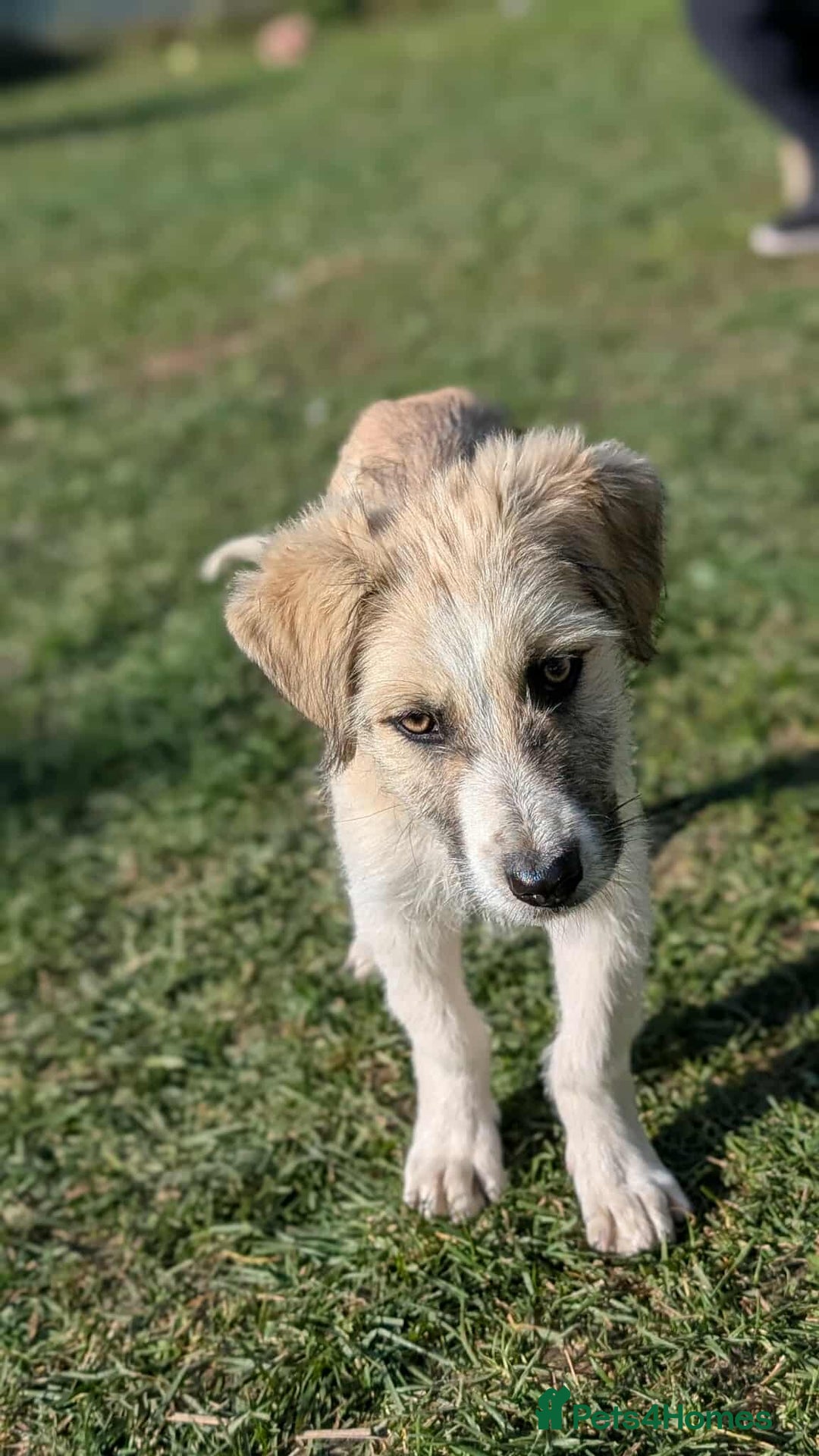 Mixed Breed dogs for adoption: Can Boo be your beau?  - Advert 5