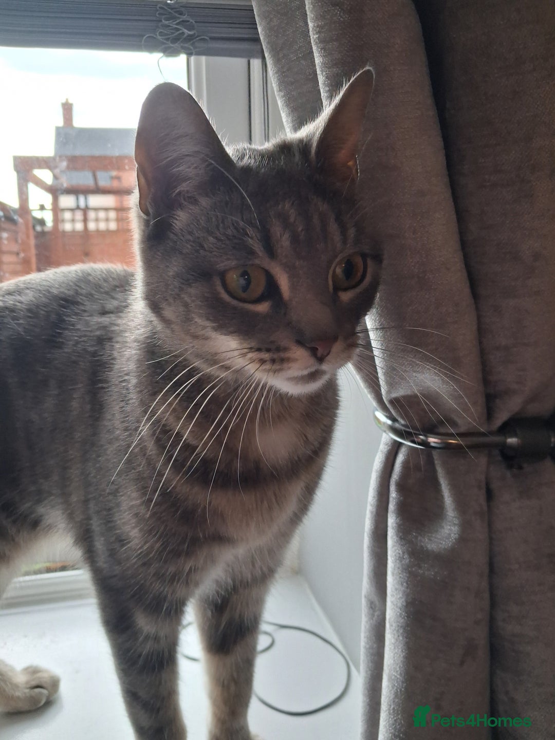 Domestic Shorthair cats for sale: Luna is looking for a quiet home with no children - Image 2