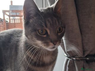 Domestic Shorthair cats Meet Luna - Advert 13