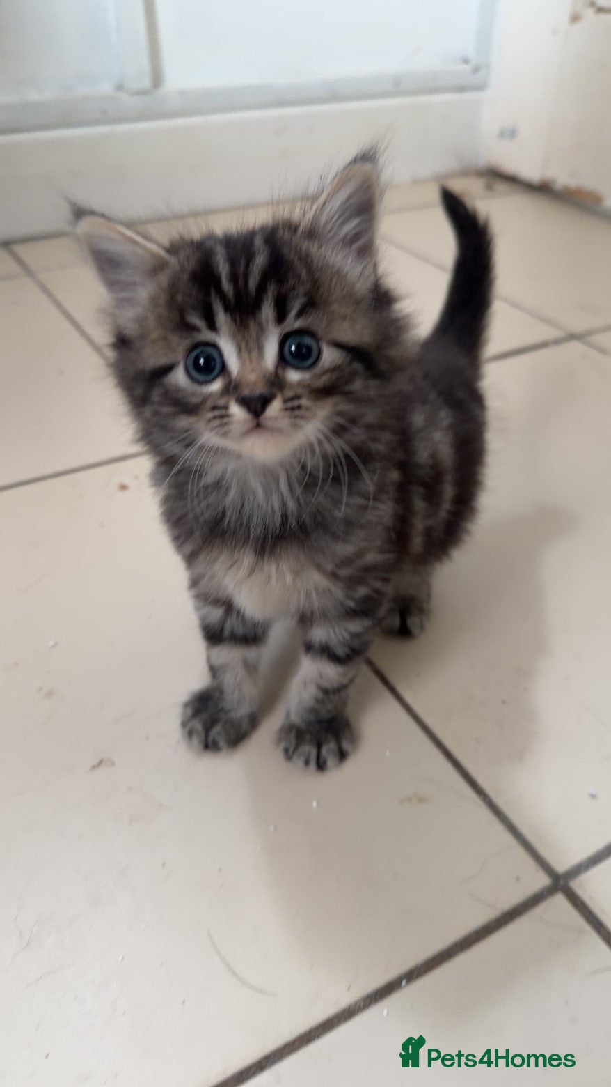 Mixed Breed cats Kittens - Advert 1