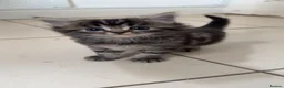 Mixed Breed cats for sale: Kittens - Advert 1