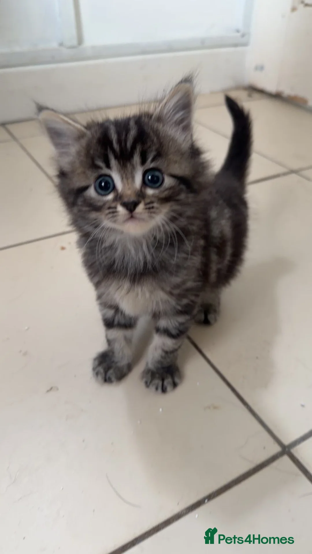 Mixed Breed cats for sale: Kittens - Advert 1