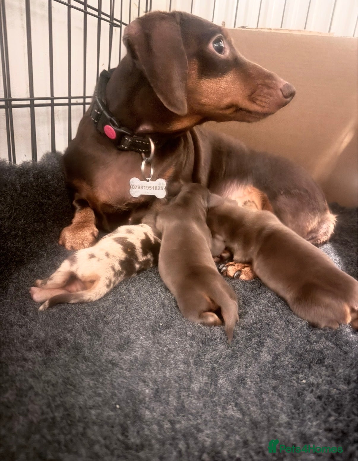 Miniature Dachshund dogs Exceptional KC Registered Miniature Dachshund Boys - Advert 4