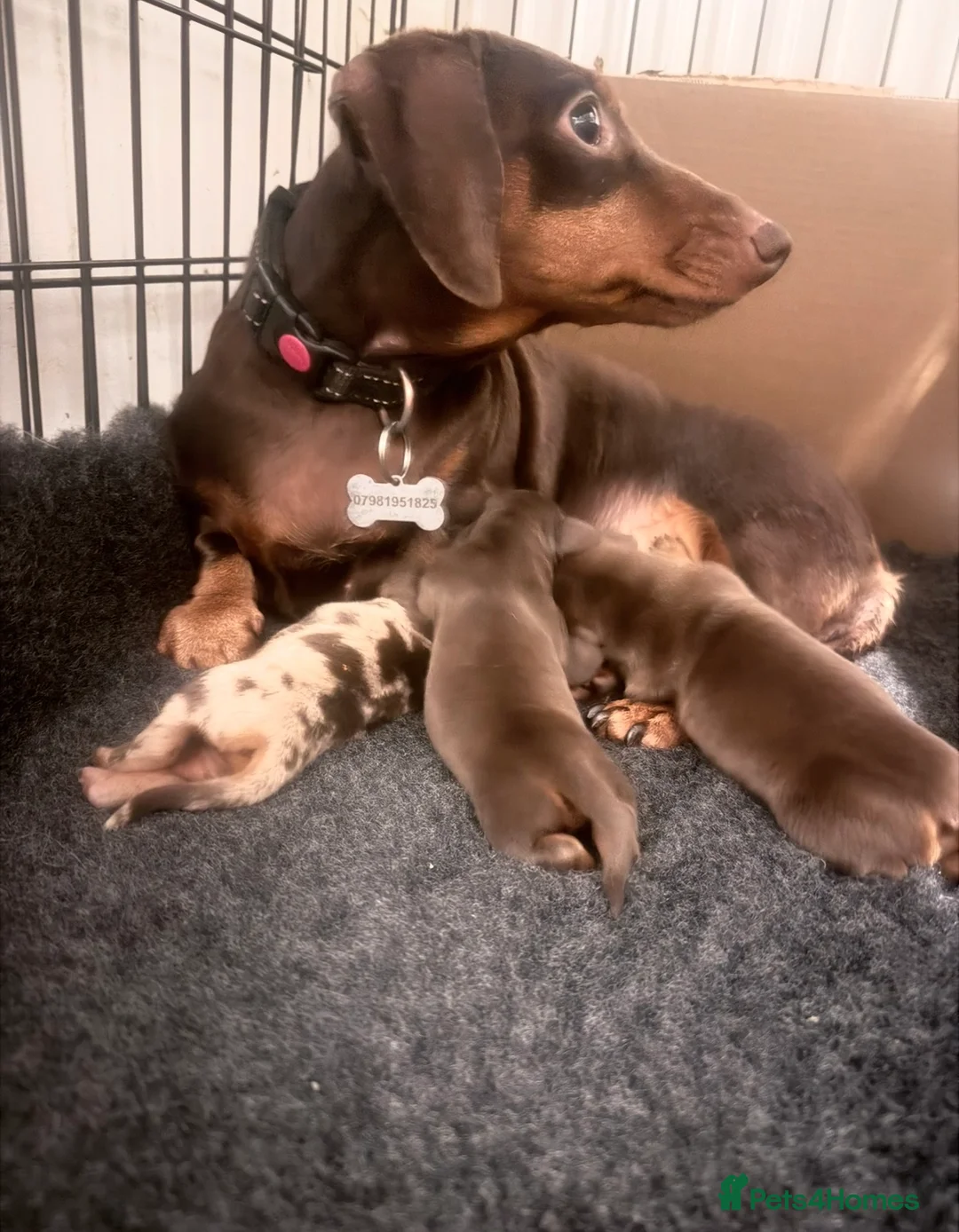 Miniature Dachshund dogs for sale: Exceptional KC Registered Miniature Dachshund Boys - Advert 1