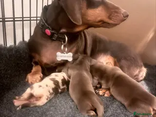 Miniature Dachshund dogs Exceptional KC Registered Miniature Dachshund Boys - Advert 3