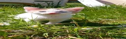 Mixed Breed cats for sale: 2 absolutely gorgeous female kittens - Advert 2
