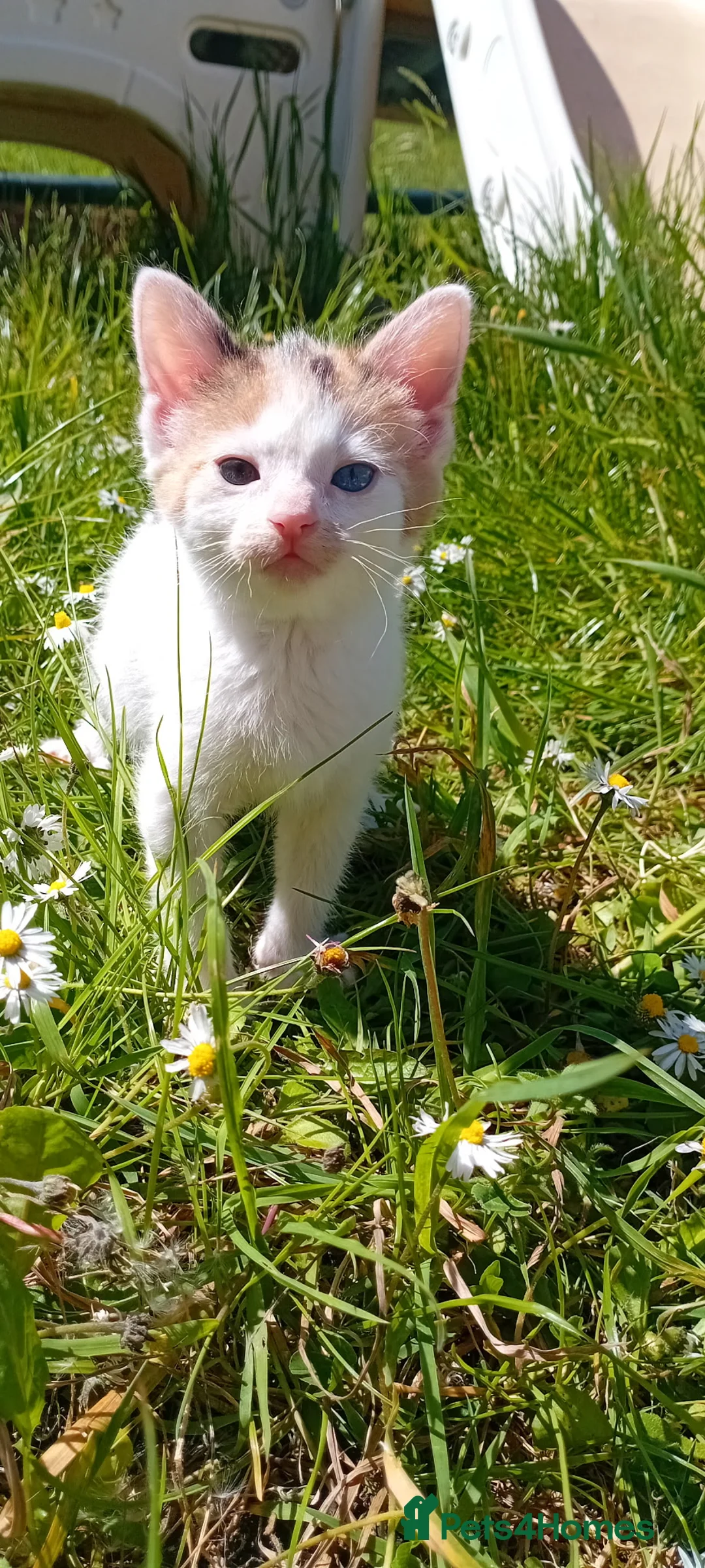 Mixed Breed cats for sale: 2 absolutely gorgeous female kittens - Advert 2