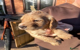 Cocker Spaniel dogs for sale: KC registered cocker spaniel pups for sale  - Image 2