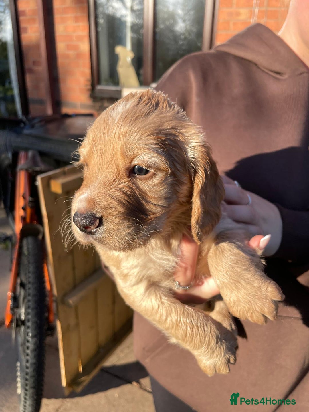 Cocker Spaniel dogs for sale: KC registered cocker spaniel pups for sale  - Image 2