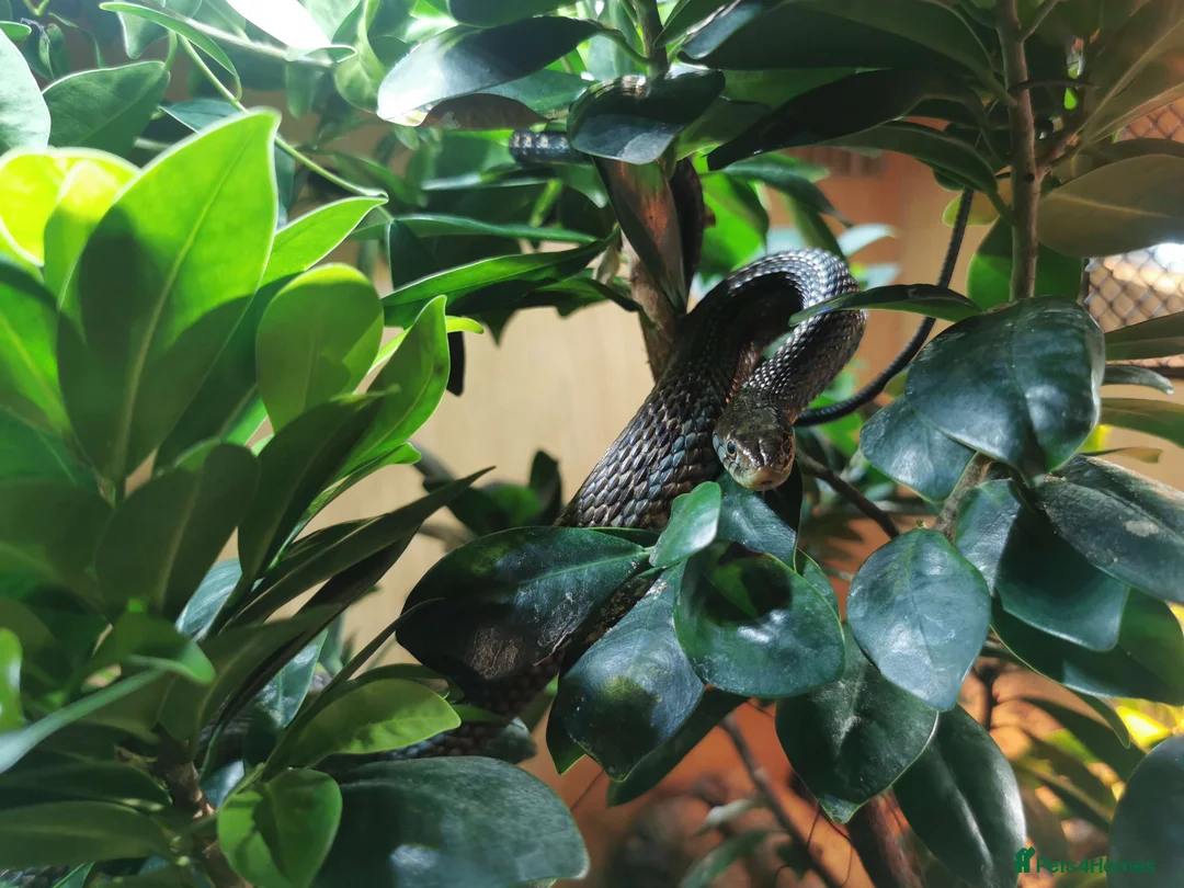 Garter Snake reptiles for sale: 3 Garter Snakes - Advert 1