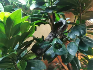 Garter Snake reptiles 3 Garter Snakes - Advert 12