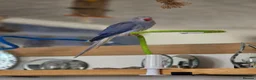 Ringnecks birds for sale: Male and female ringneck for rehome in Ryde - Advert 15