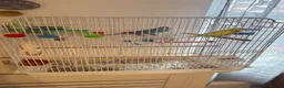 Budgerigars birds for sale: 2 Budgies, with cage and accessories in Manchester - Advert 4