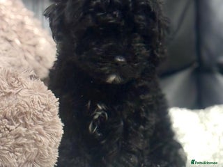 Cavapoo dogs Ready now, extensively health tested F1 cavapoo - Advert 16