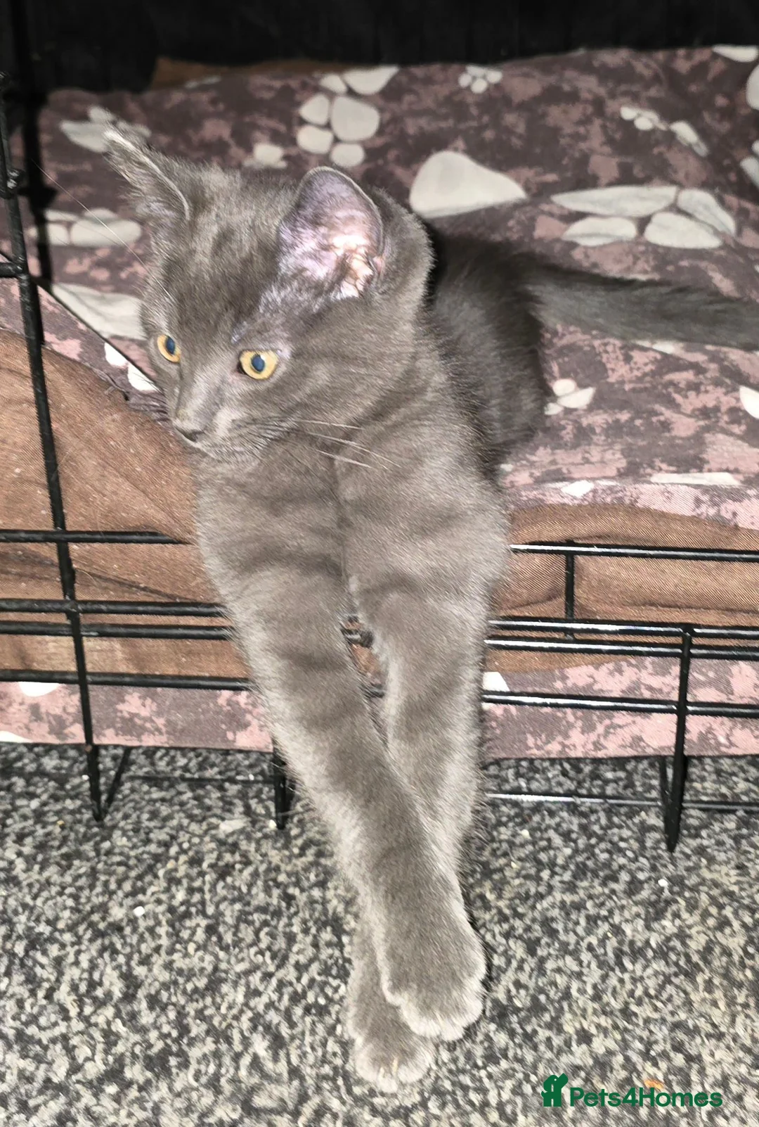 Mixed Breed cats for sale: 1 boy kitten  - Advert 2