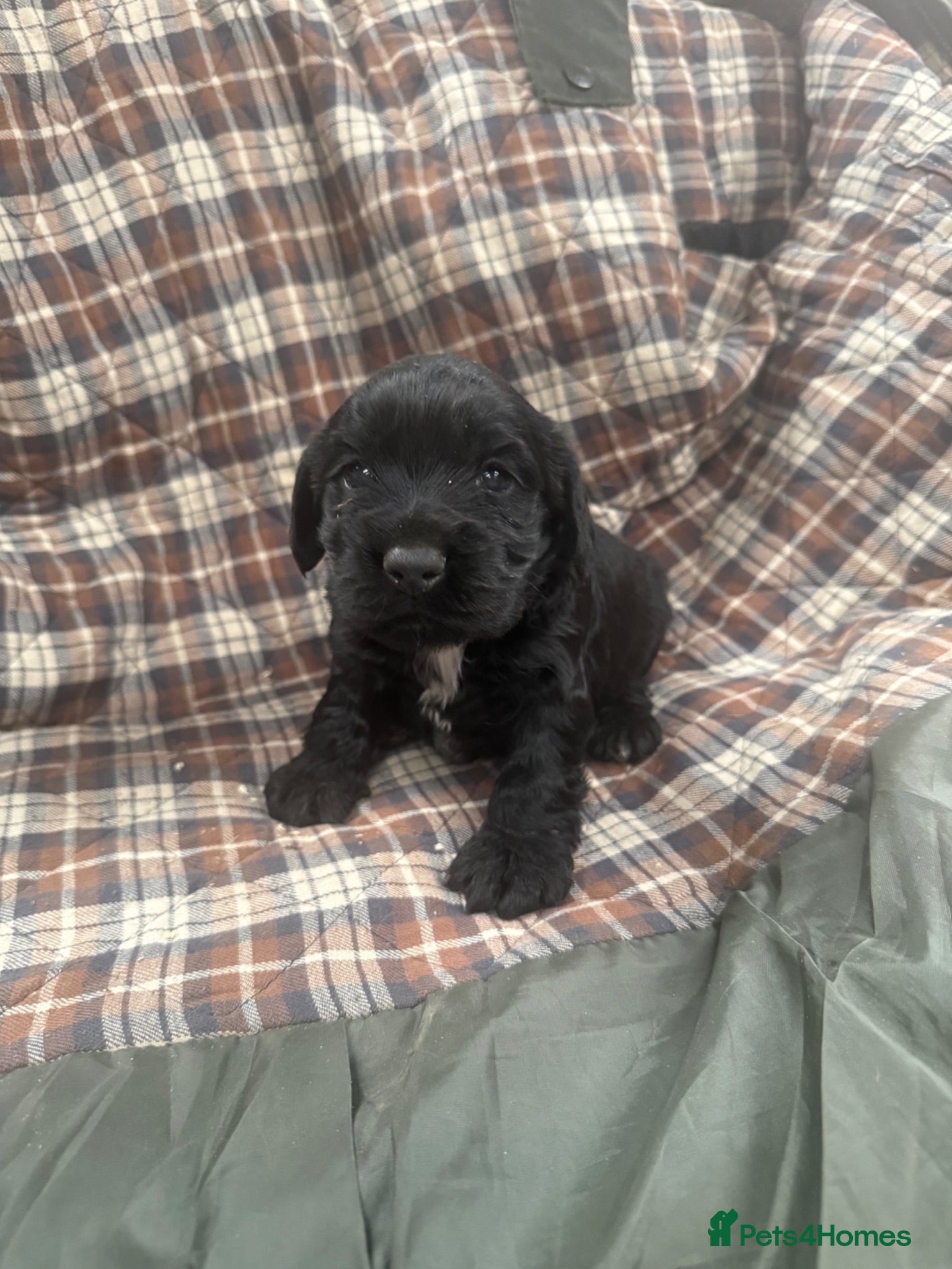 Cocker Spaniel dogs male black cocker spaniels  - Advert 1