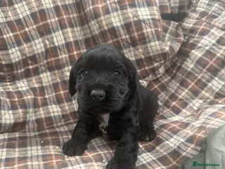 Cocker Spaniel dogs male black cocker spaniels - Advert 1