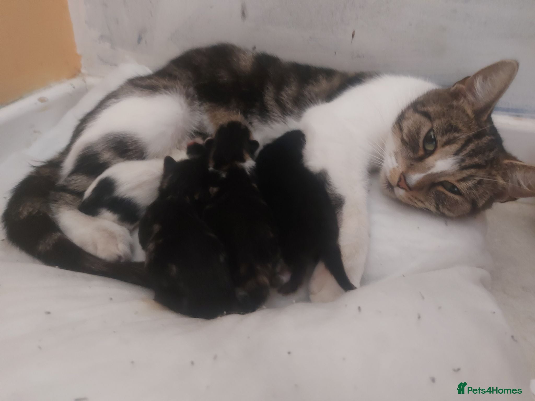 Mixed Breed cats Kitty's looking for future home - Advert 10