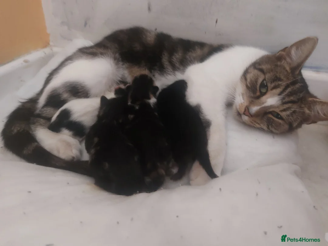 Mixed Breed cats for sale: Kitty's looking for future home in Norwich - Advert 1