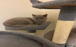 British Shorthair cats for sale: 2 Female and 1 Male Kitten Looking for  Home 🐱✨ - Image 10