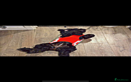 Mixed Breed dogs for sale: Protective and loyal when trust earned - Image 5