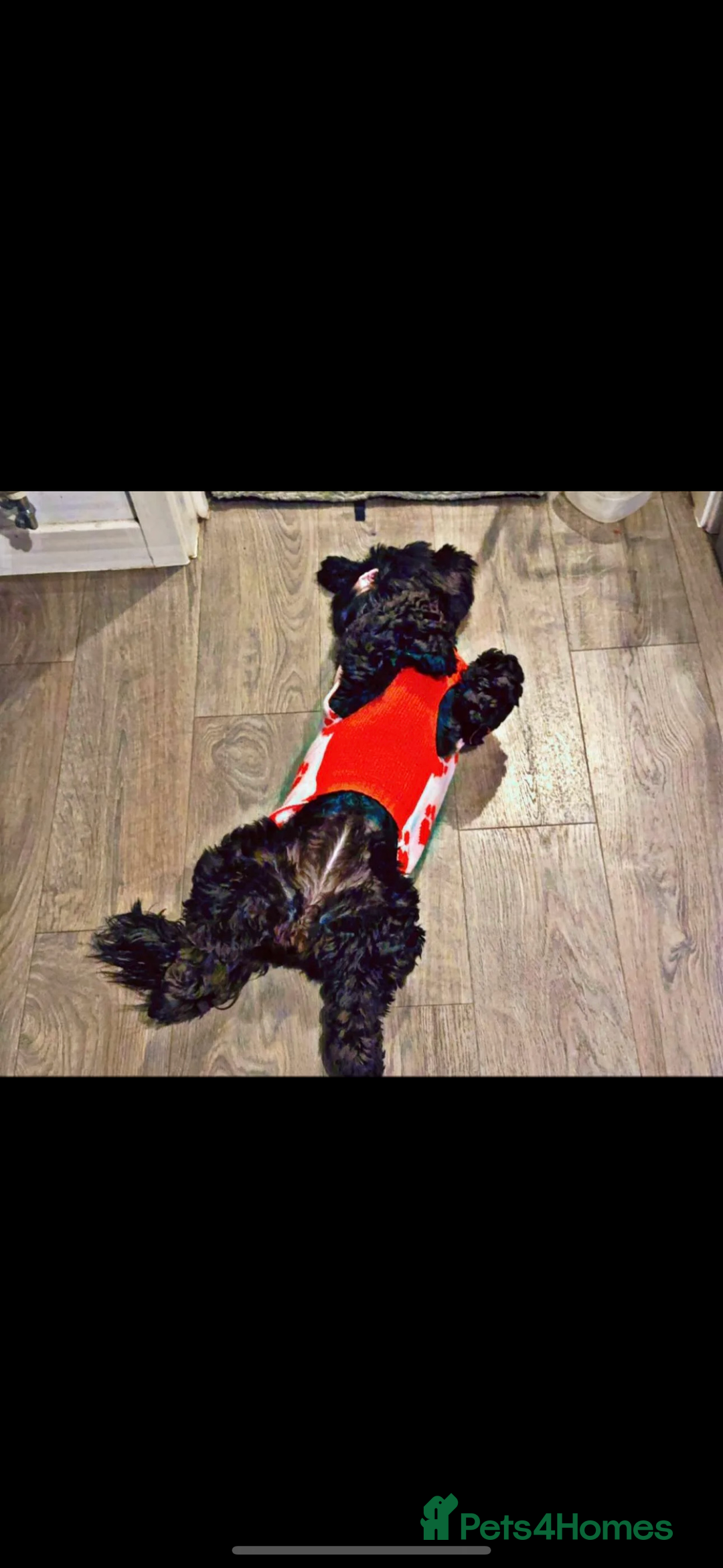 Mixed Breed dogs for sale: Protective and loyal when trust earned - Image 5