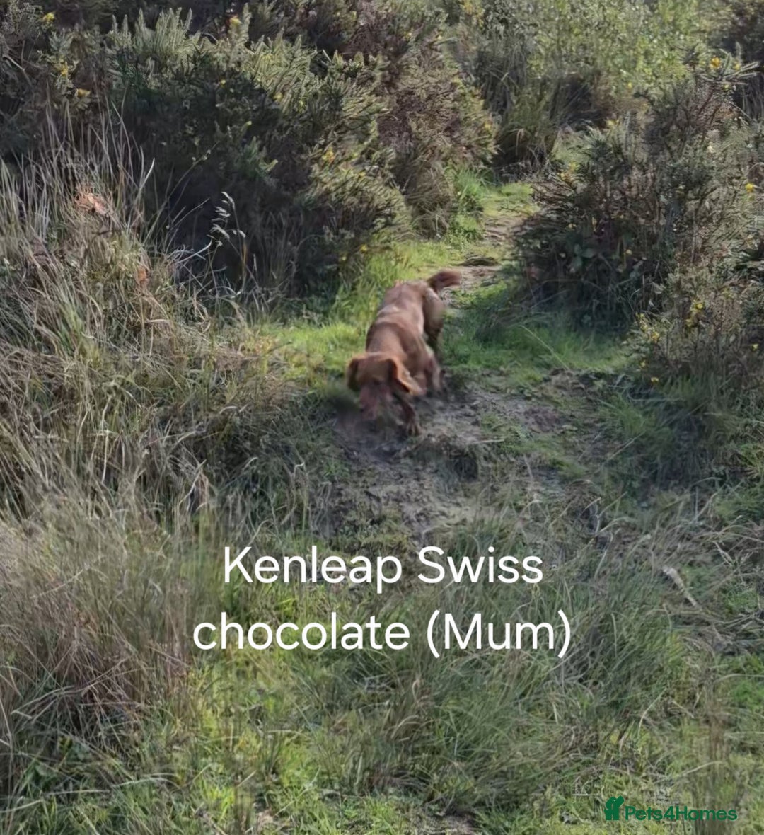 Cocker Spaniel dogs for sale: Gorgeous KC reg red cocker spaniel pups  - Advert 11